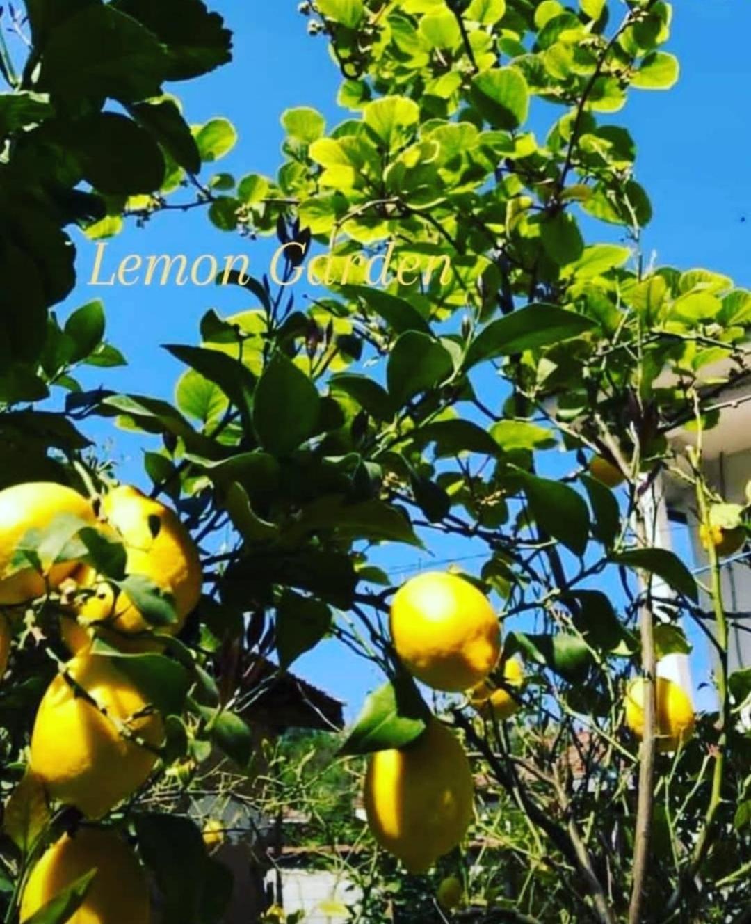 Auberge de jeunesse Lemon Garden à Naselba Dracevo Extérieur photo