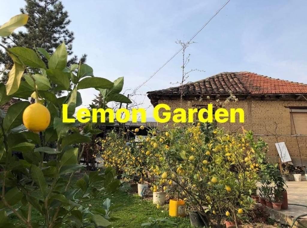 Auberge de jeunesse Lemon Garden à Naselba Dracevo Extérieur photo
